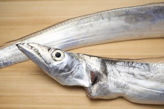 タチウオの写真