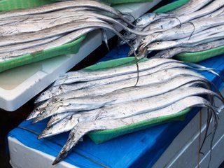 タチウオの写真