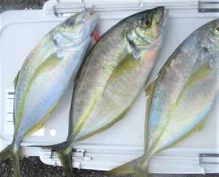 シマアジをショアから釣りたい 特徴 釣り方特集