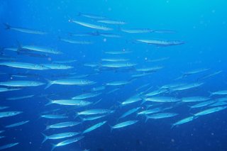 カマスの群れの写真