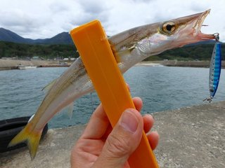 カマス徹底解説 釣り方からタックル 美味しい食べ方まで一挙ご紹介