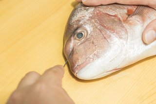 魚の締め方 血抜きの方法徹底解説 釣った魚の鮮度を保って美味しく食べよう