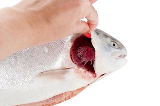 魚の締め方 血抜きの方法徹底解説 釣った魚の鮮度を保って美味しく食べよう