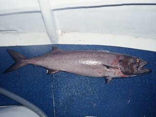 アブラソコムツの写真