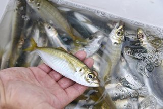 おすすめ】船からの大物泳がせ釣りにあれば非常に便利なグッズ