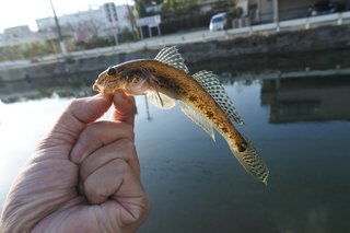 ハゼの写真
