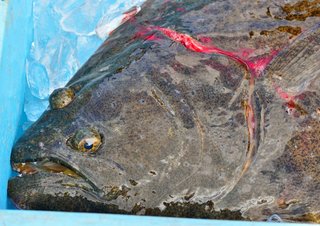 魚の写真