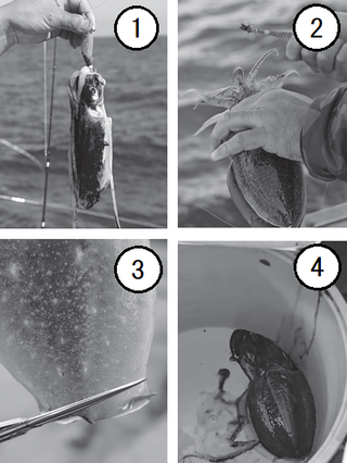 取り込み方の手順