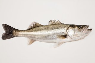 スズキ シーバス の種類と見分け方を一挙ご紹介 釣りの魅力や美味しく食べる料理法も伝授