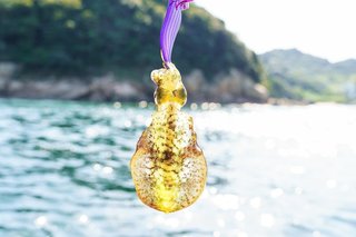 アオリイカの写真
