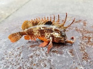 カサゴってどんな魚 釣り方や毒の危険性を徹底解説 カサゴに刺されないための対策もご紹介します