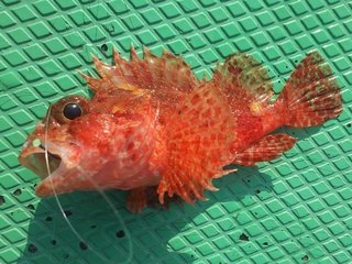 カサゴってどんな魚 釣り方や毒の危険性を徹底解説 カサゴに刺されないための対策もご紹介します