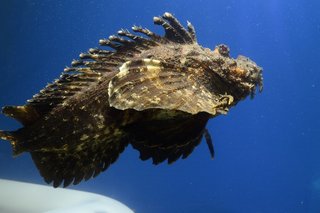 オニオコゼの写真