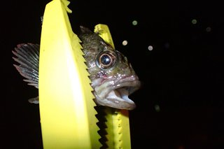 カサゴの写真