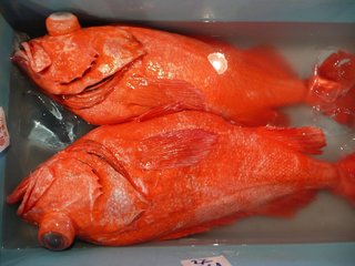 メヌケの写真