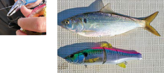 ルアーの写真