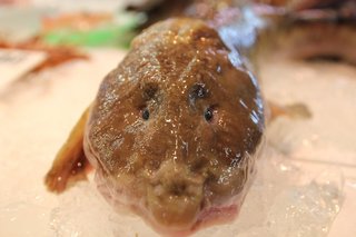 タナカゲンゲの写真