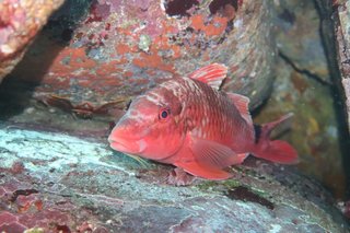 オジサンは美味しい魚 特徴やさばき方 食べ方を徹底解説 変わった名前の魚もご紹介