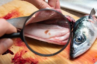 魚の写真