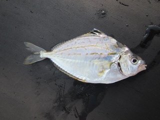 ヒイラギは鳴く魚 釣り方やさばき方 美味しい食べ方を知って 外道 の魅力を感じよう