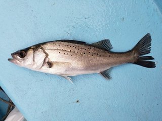 タイリクスズキの写真