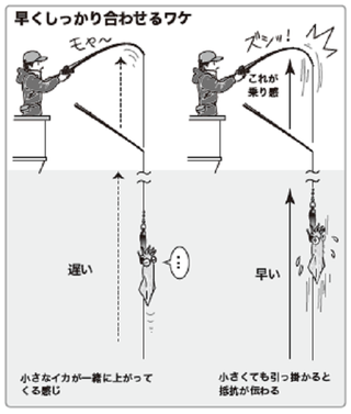 タイム釣りの基本をプロが解説！ゼロテンよりもお手軽に冬のマルイカをゲットしよう！