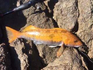 魚の写真