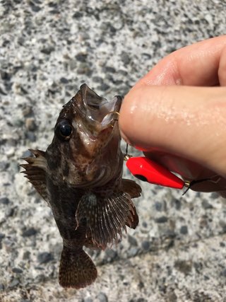 魚の写真