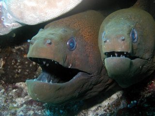 ドクウツボの写真