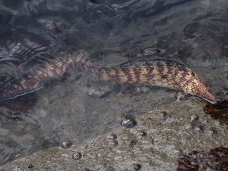 ウツボの写真