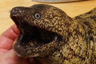 ウツボの写真