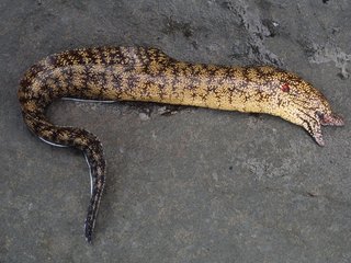 ウツボの写真