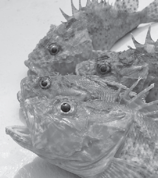 魚の写真