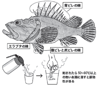 魚の絵