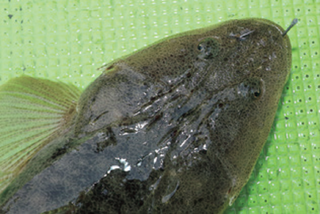 魚の写真