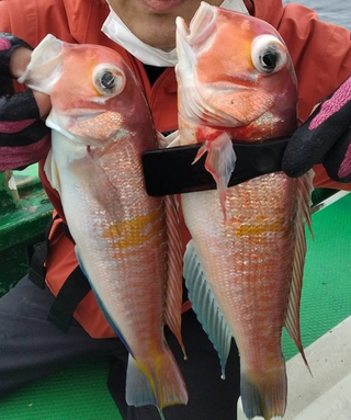 島きち丸で湘南・江の島のヤリイカ・アジ・アマダイ釣りたい！釣果