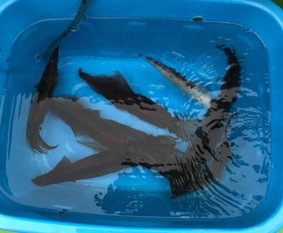 イカのアップ写真