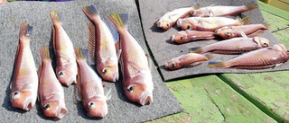 魚のアップ写真