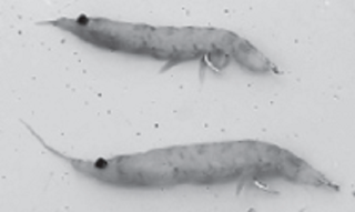 オキアミの写真