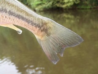 釣り人として知りたい 初夏の子バスの尾ヒレ ケガをしてるのはなぜ 子バスたちの過酷な運命とは