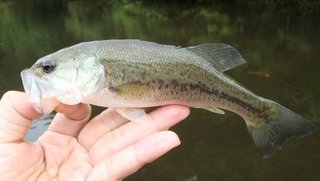 釣り人として知りたい 初夏の子バスの尾ヒレ ケガをしてるのはなぜ 子バスたちの過酷な運命とは