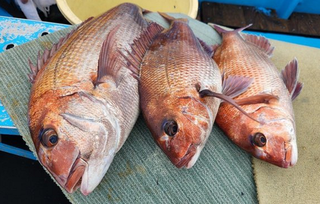 魚のアップ写真