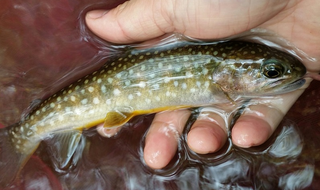 アメマスってどんな魚なの？生態や釣り方を詳しく知りたい