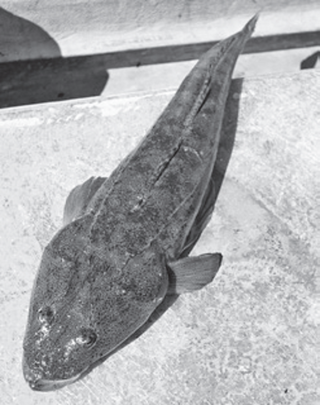 魚の写真