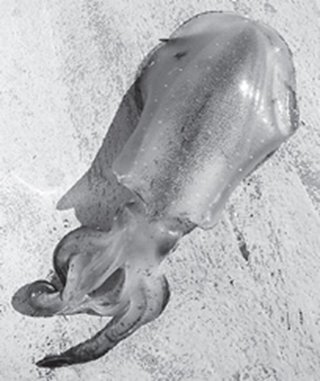 アオリイカの写真