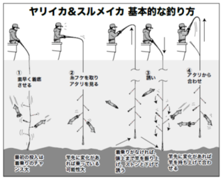 基本的な釣り方