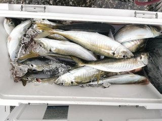 釣果