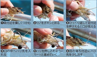 エサ付けの写真