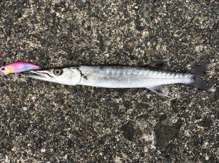 バラクーダってどんな魚か知ってる？特徴や習性・釣り方をチェック