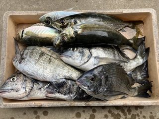 釣果